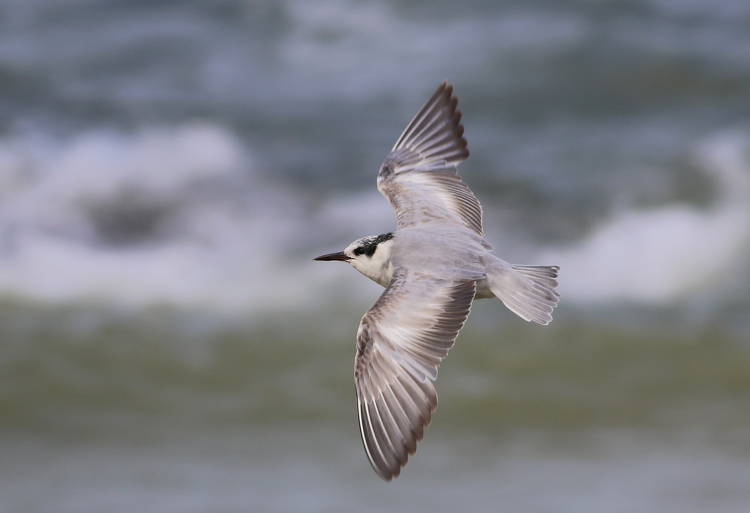 Little Gull